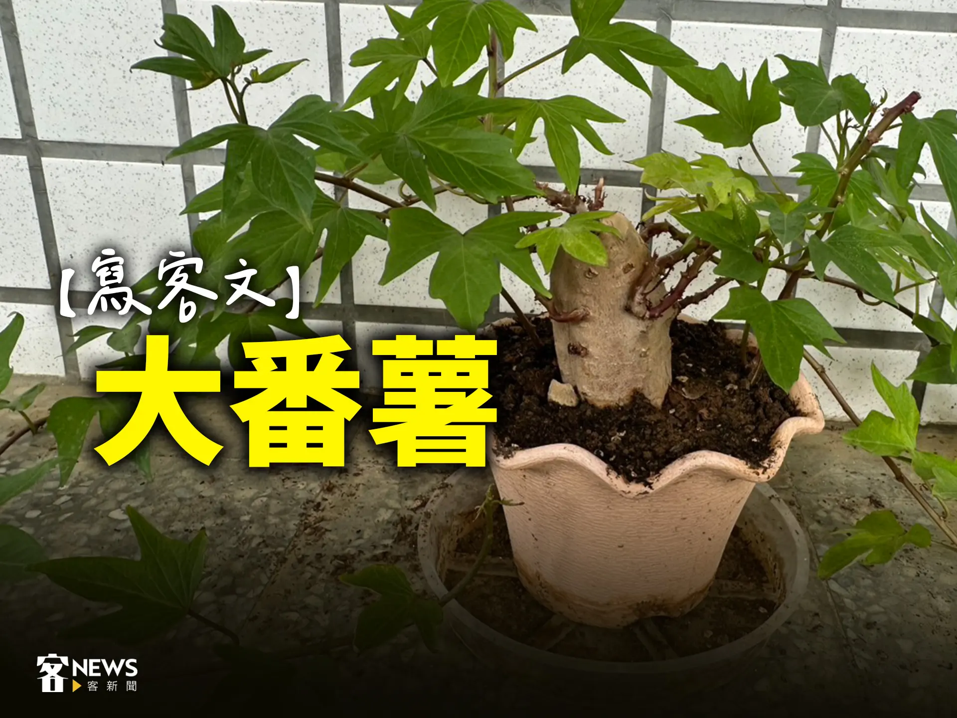 【寫客文】大番薯