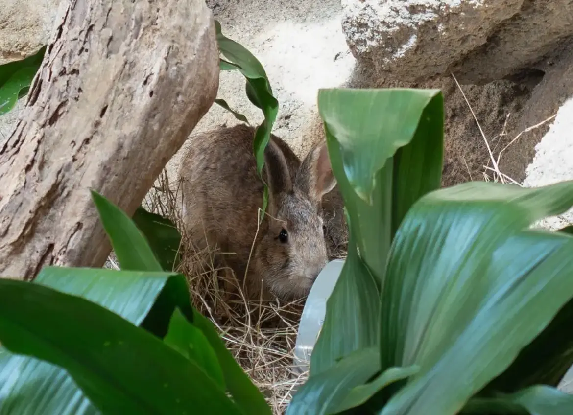 臺灣野兔生性謹慎害羞，喜歡躲在隱蔽處。北市動物園提供
