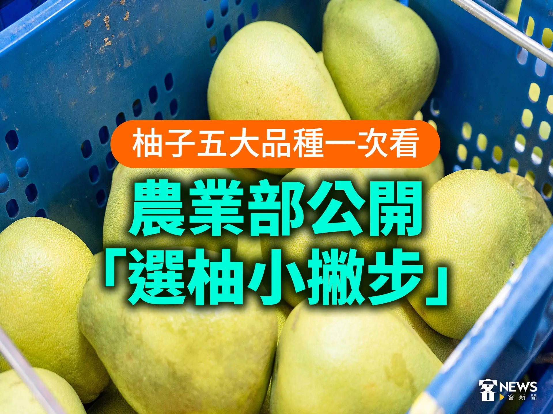 柚子五大品種一次看　農業部公開「選柚小撇步」