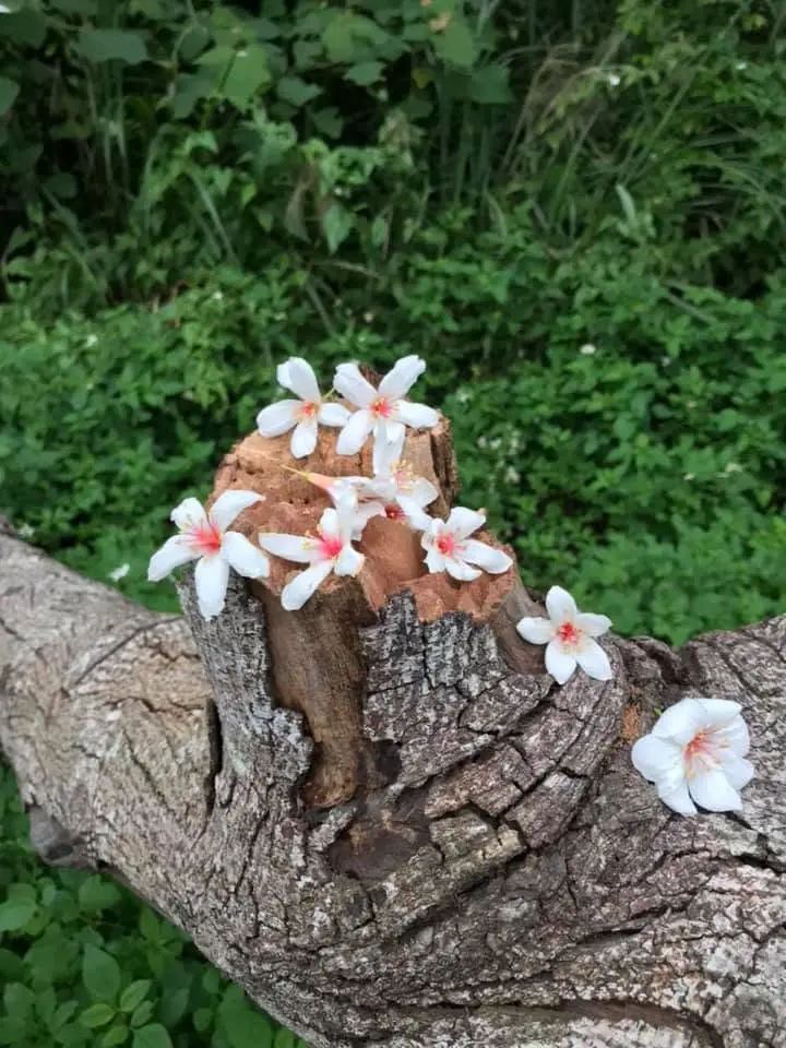 沒有人在看桐花的年代，是儕儕人講客。2020，新竹。楊國鑫攝