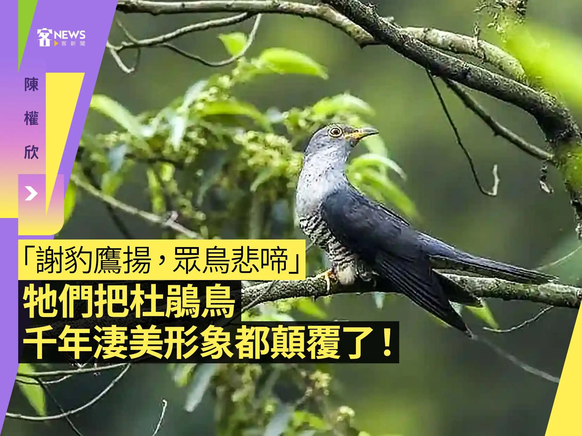 陳權欣／「謝豹鷹揚，眾鳥悲啼」牠們把杜鵑鳥千年淒美形象都顛覆了！