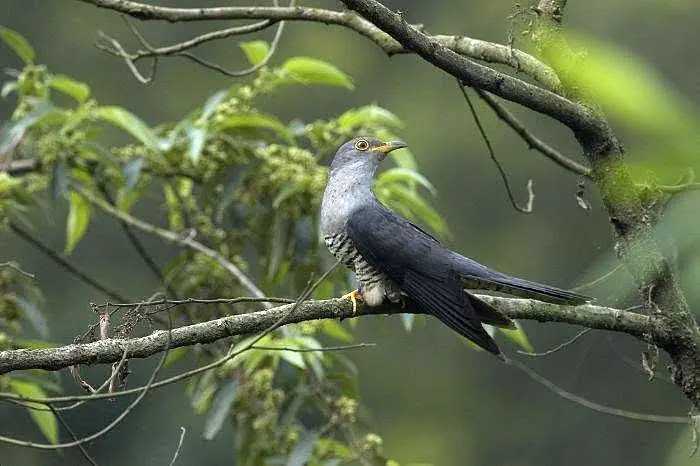 叫聲像不如歸去的杜鵑,客家山區老農都叫牠南風鳥或筒鳥。陳權欣攝