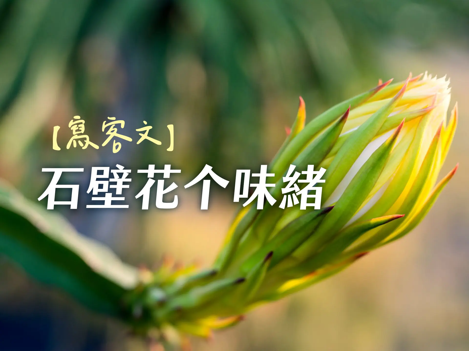 【寫客文】石壁花个味緒