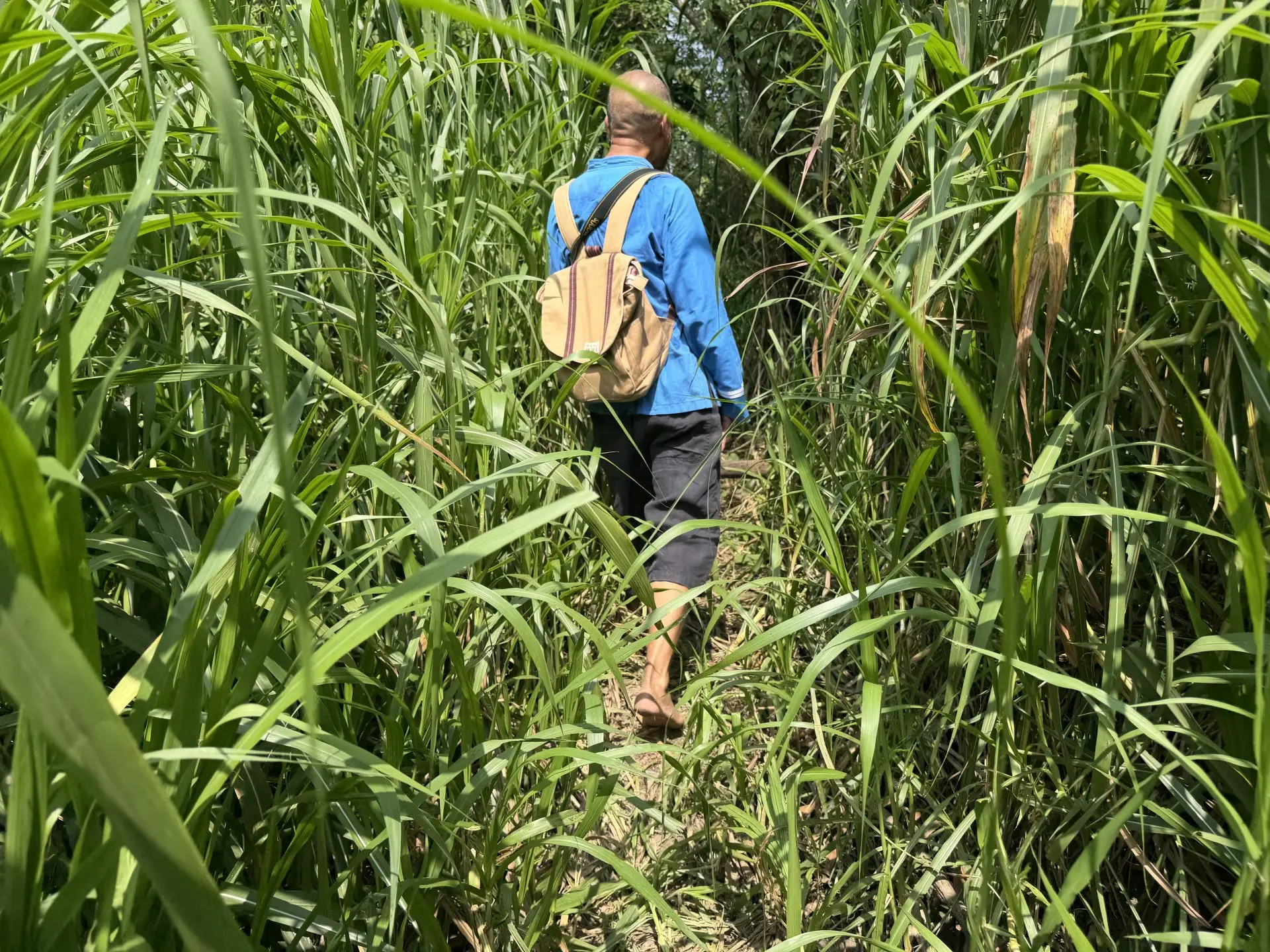 小鄧用赤腳走出這條路，而人們也循著這路徑重新看見楠梓仙溪與雞油樹下的緊密連結。李慧宜攝