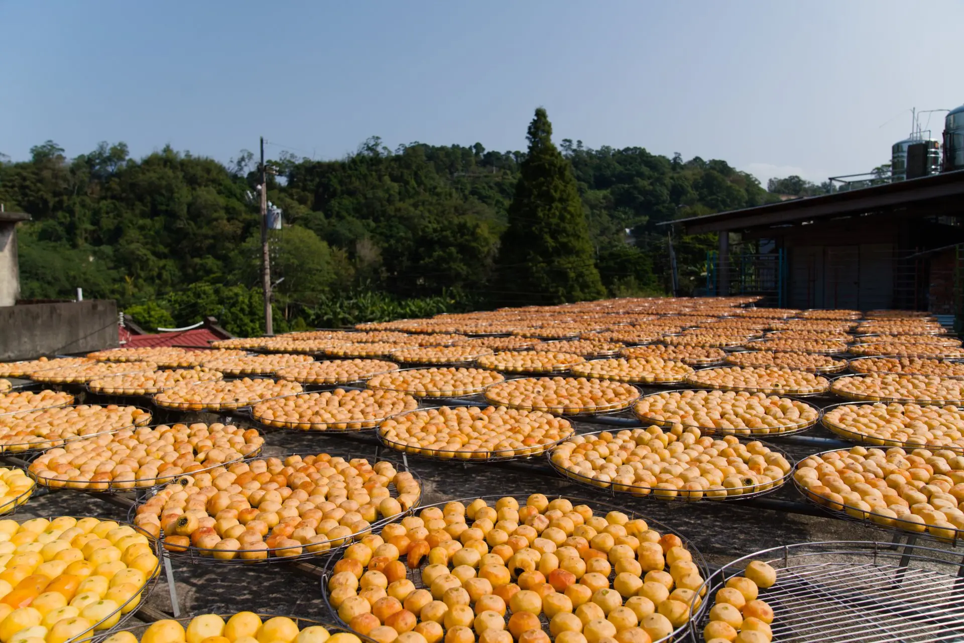 石柿日曬需要6天的好天氣。廖文琪攝