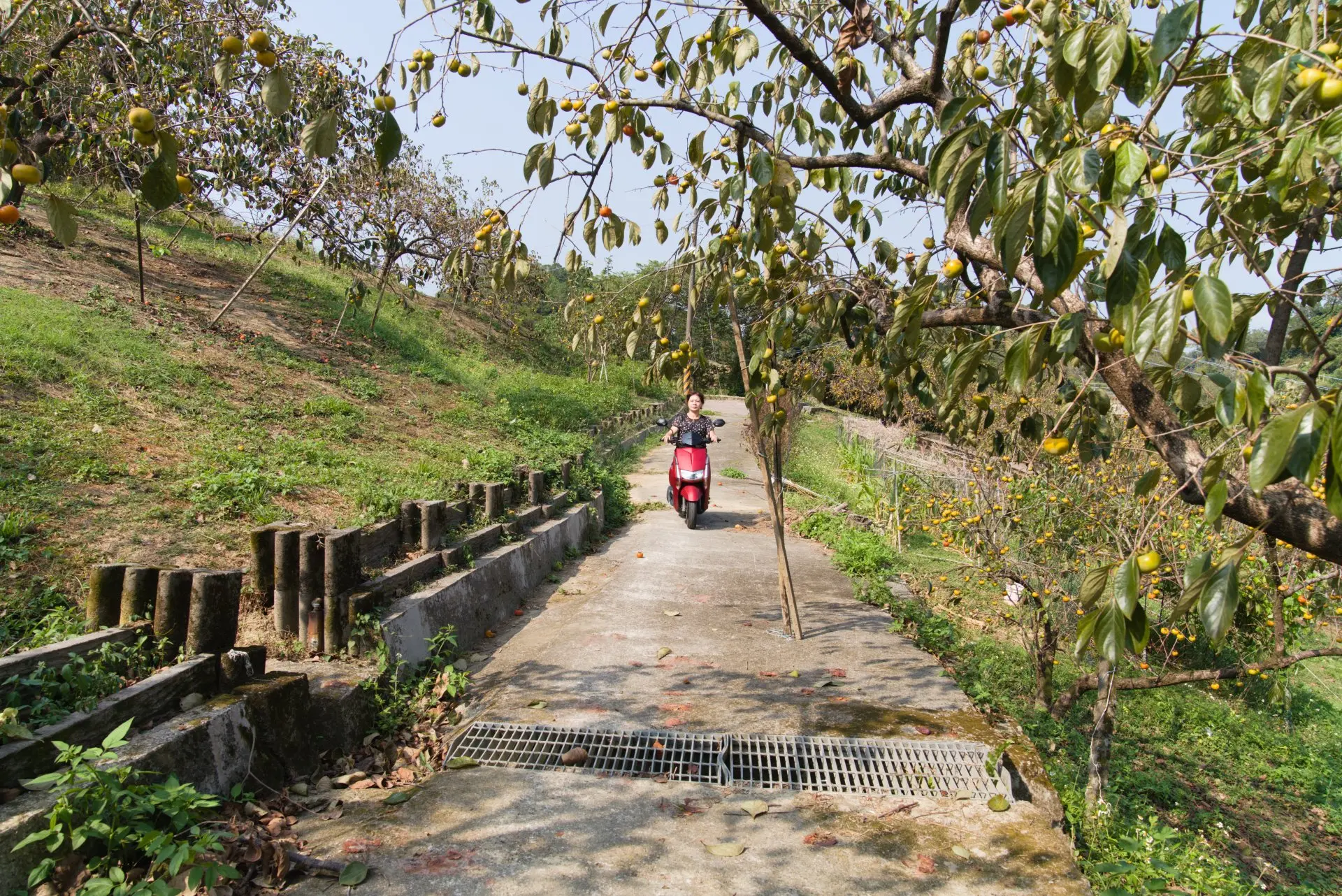 北埔六塘石柿餅加工廠,以家族方式經營。畫面中的黃家姊姊正騎車來載剛採下來的石柿。廖文琪攝