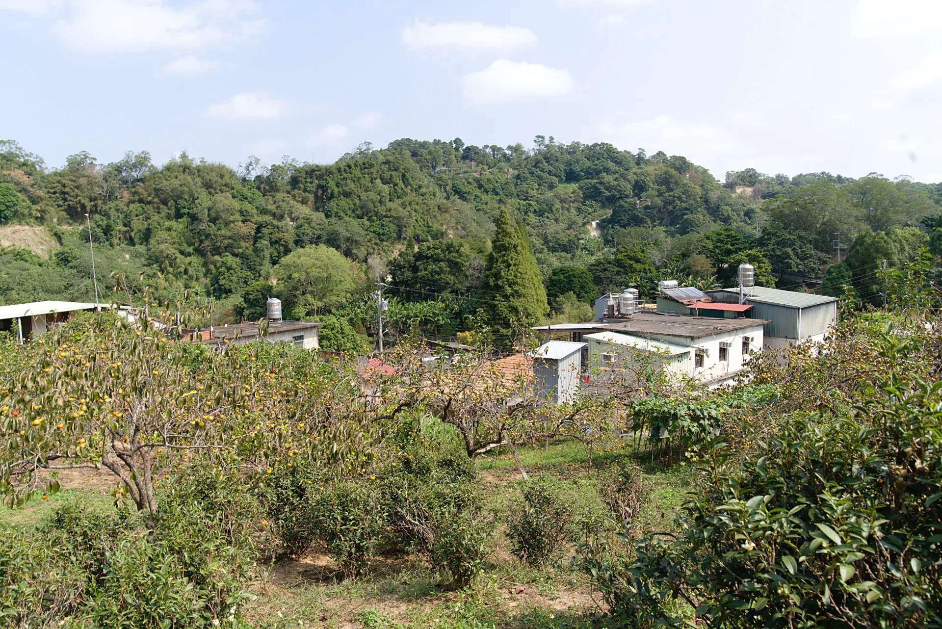 北埔六塘石柿園。廖文琪攝
