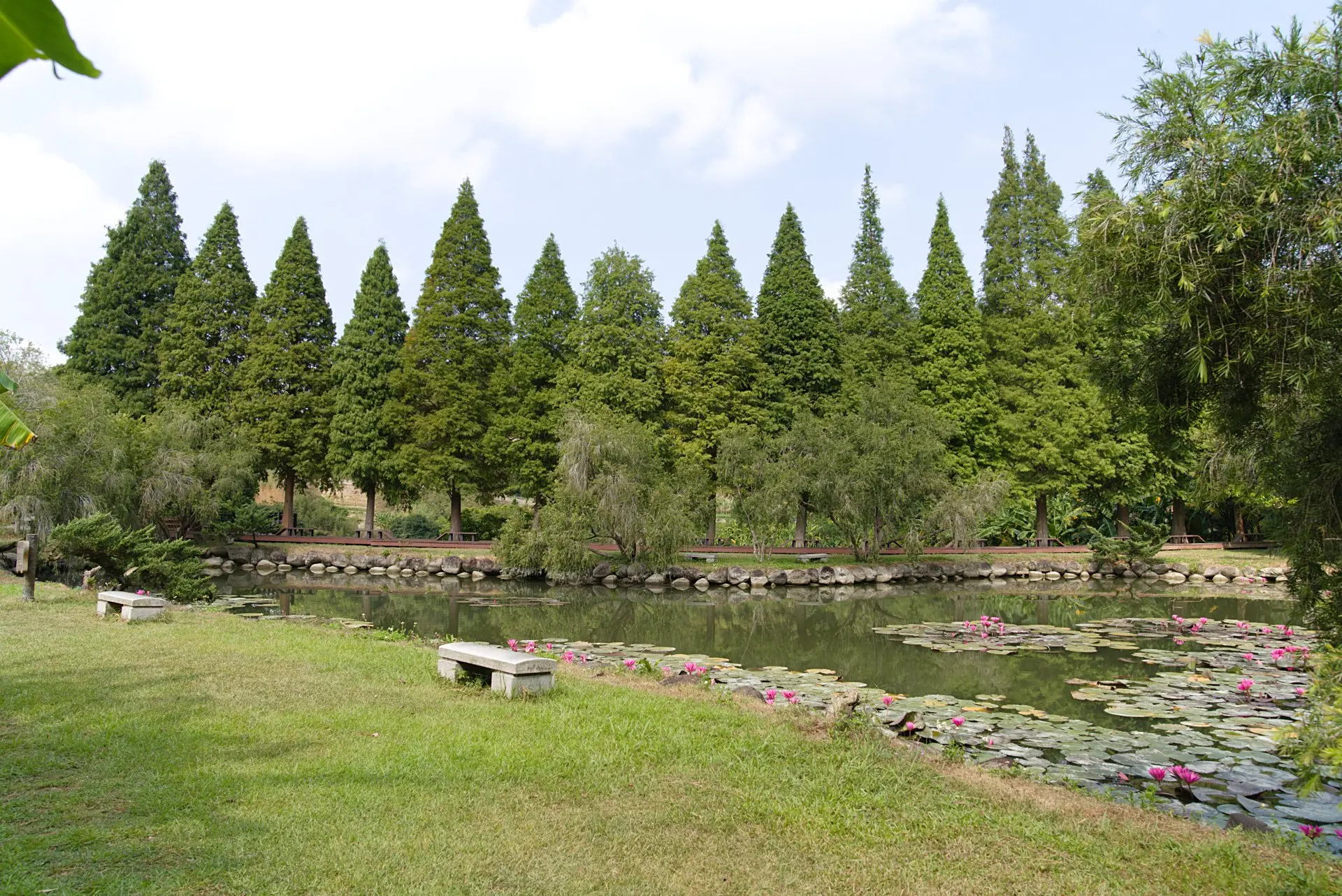 北埔六塘落羽松景觀,入冬後吸引朝聖的遊客造訪。廖文琪攝