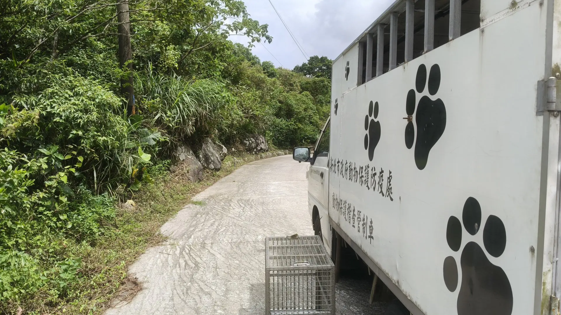動保員將麝香貓帶回棲息地成功野放。新北市政府提供