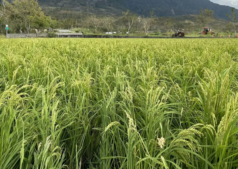 颱風薔琵威脅　花蓮縣政府籲農友提前防颱整備