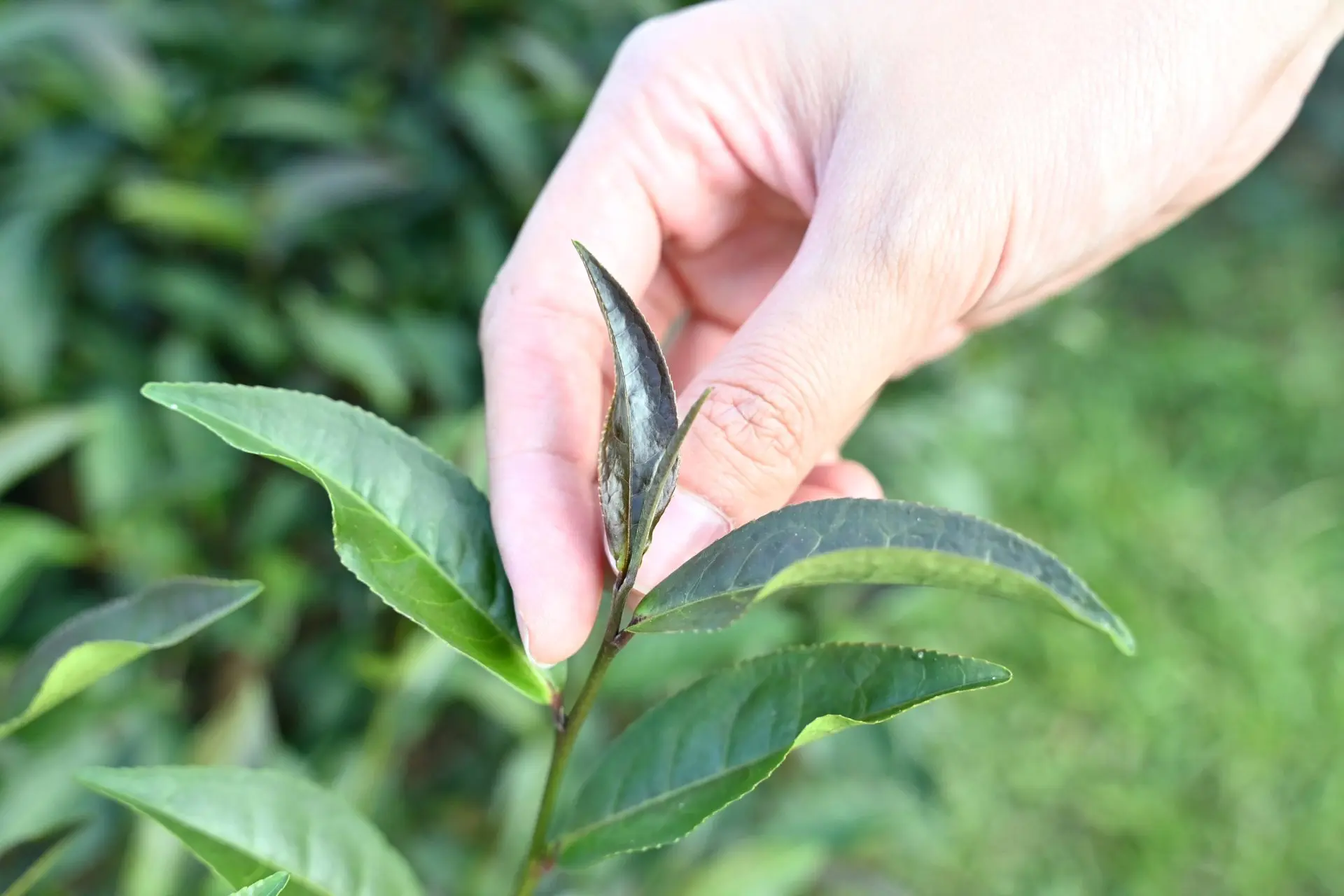 茶樹枝頭冒出紫紅色嫩芽，這款由葉家父親引進試種的紫芽茶，如今成了農園的特色茶種。Haka小姐攝