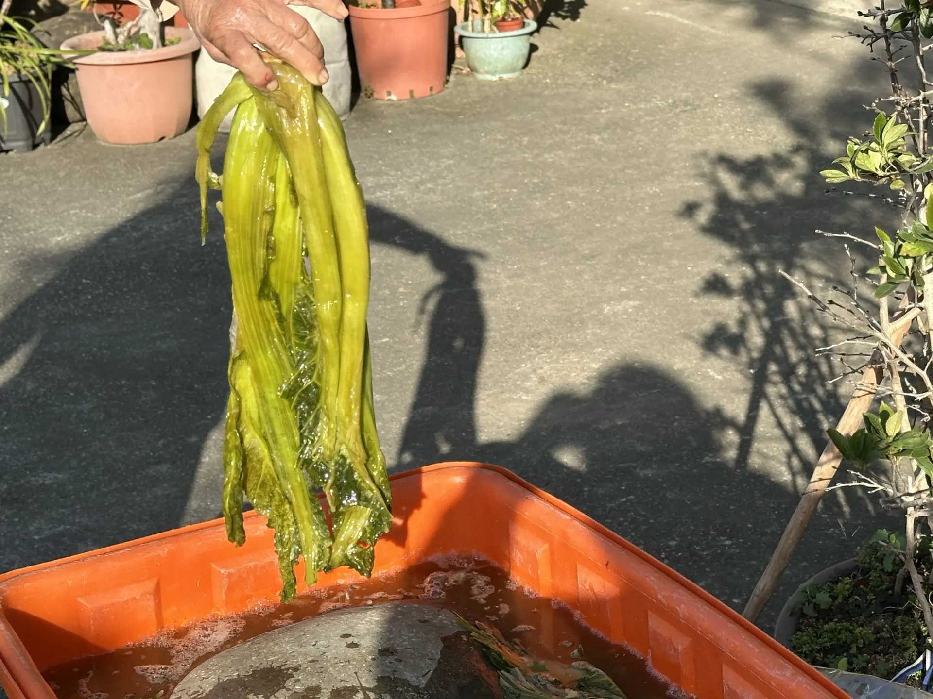 鹹菜出缸。蕭秀琴攝