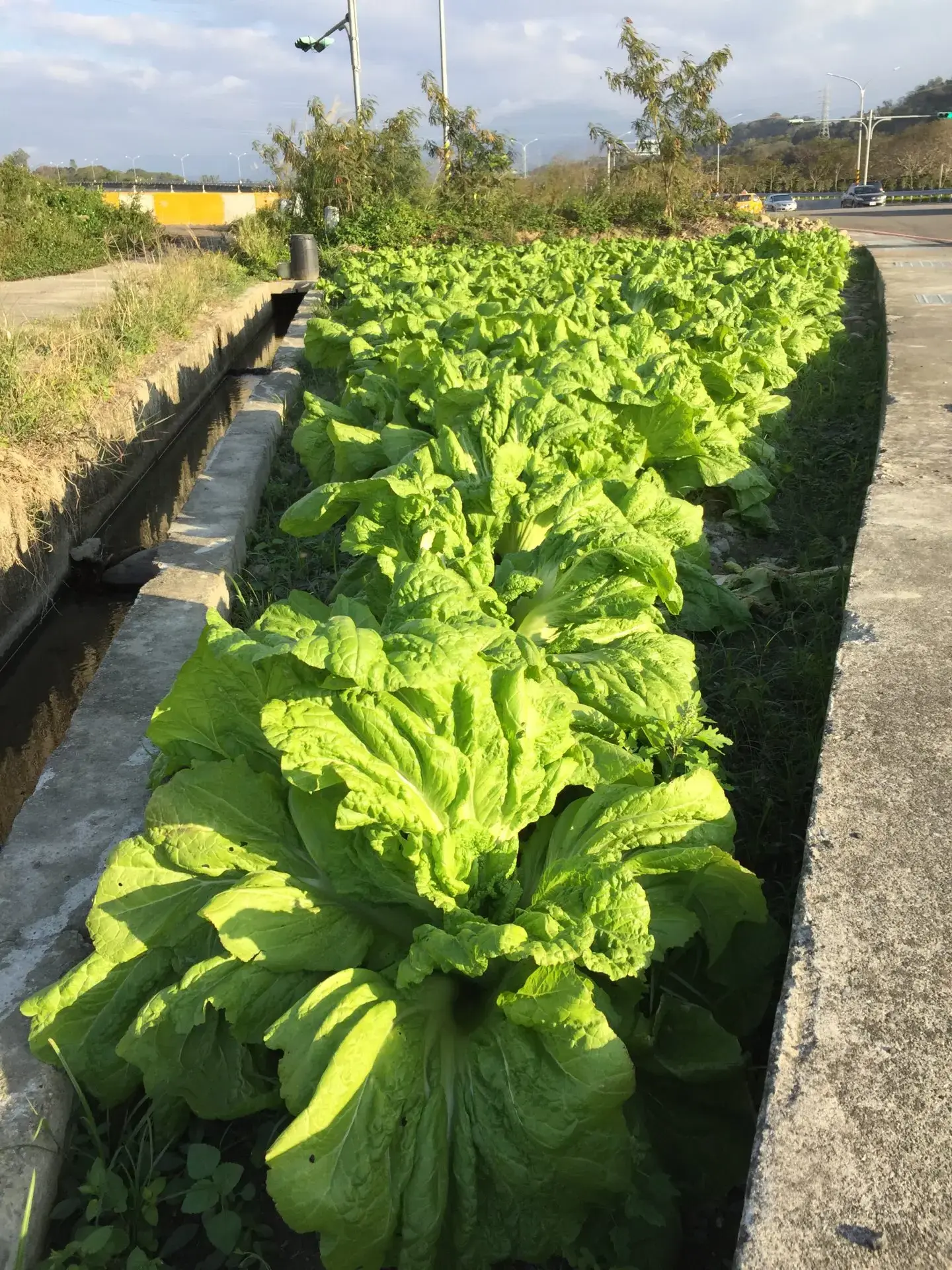 大菜(芥菜)田。蕭秀琴攝