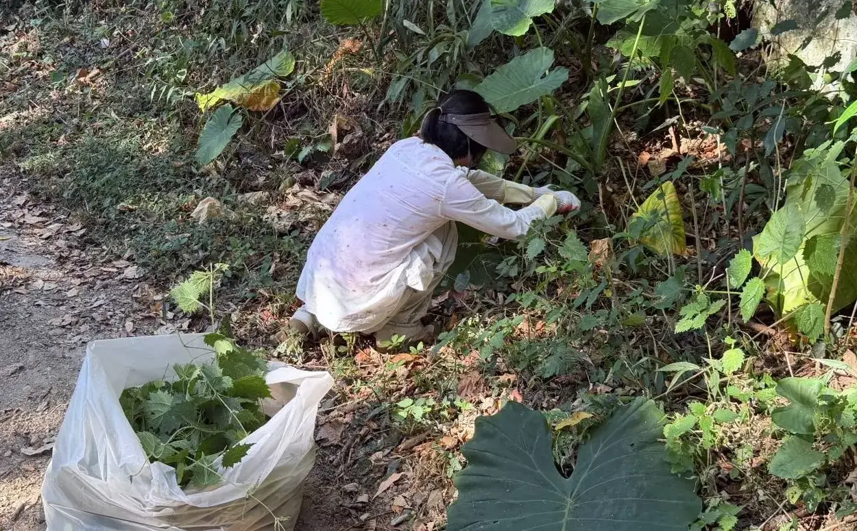 入菜的咬人貓採集自野菜。大茅埔調查團提供