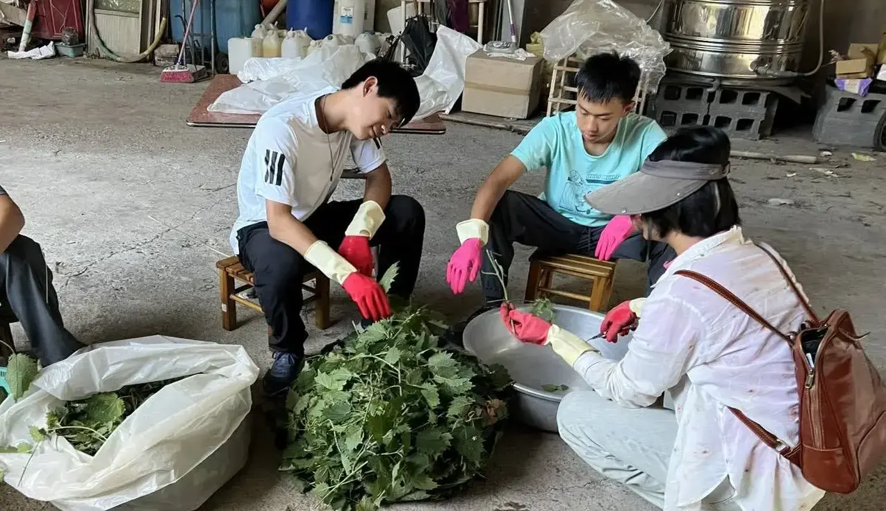 眾人帶著手套處理採集回來的咬人貓葉片,因皮膚直接觸碰會引發紅腫刺癢反應。大茅埔調查團提供
