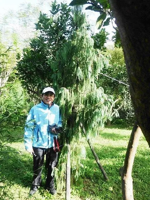 呂紹達醫師經營的山林種滿許多珍奇樹種,包括油杉與蔵杉等等 。陳權欣攝
