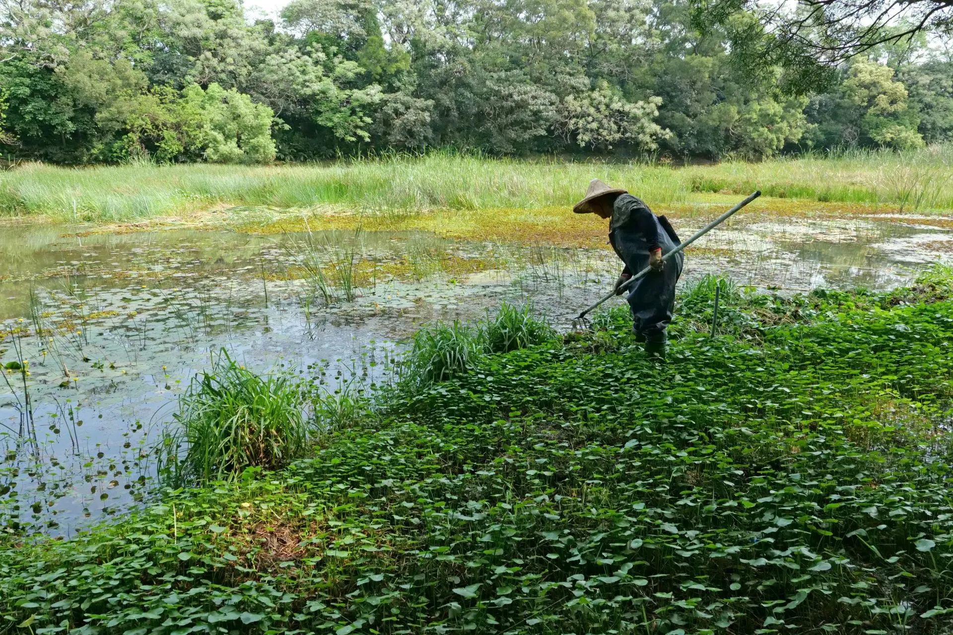 《桃園陂塘的自然味道》以一座桃園新挖的陂塘為起點，真實記錄社區居民攜手鋪布、引水、種植水草，合力復育濕地的溫暖過程。客委會提供