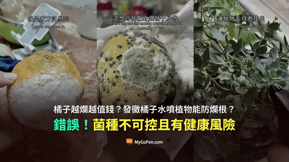 【錯誤】橘子越爛越值錢？發黴橘子水噴植物能防爛根？專家：菌種不可控且有健康風險